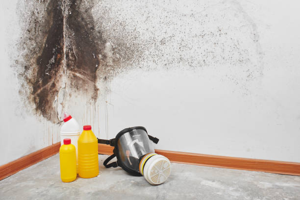 Best Certified Mold Removal  in Rifle, CO