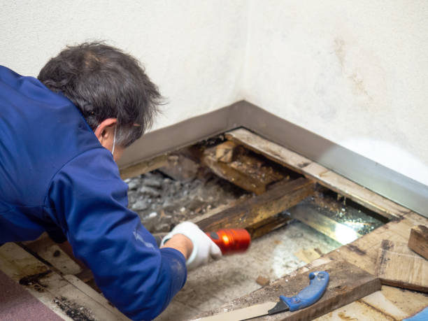 Best Toxic Mold Removal  in Rifle, CO
