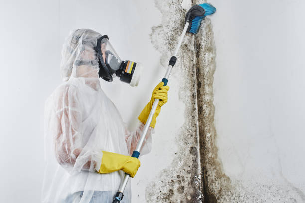 Best Local Mold Removal Service  in Rifle, CO
