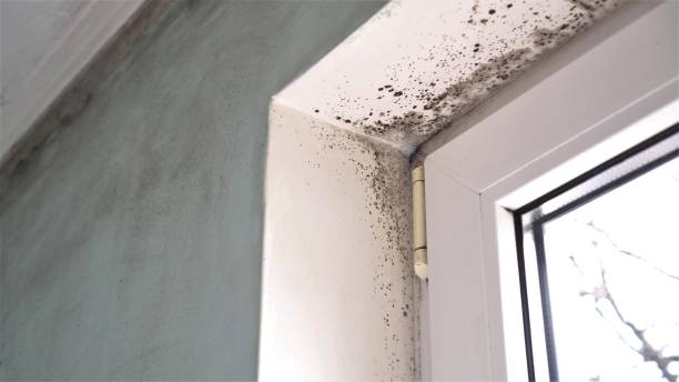 Best Attic Mold Removal  in Rifle, CO