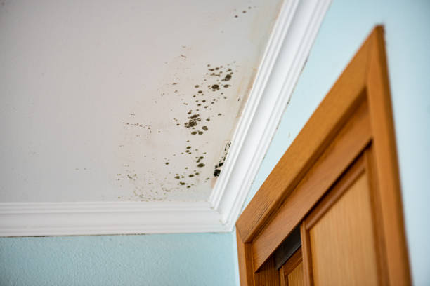 Crawl Space Mold Removal in Rifle, CO