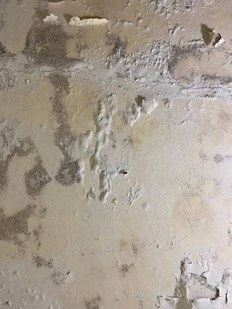 Best Mold Cleaning Services  in Rifle, CO
