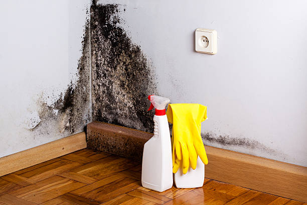 Best Professional Mold Removal  in Rifle, CO